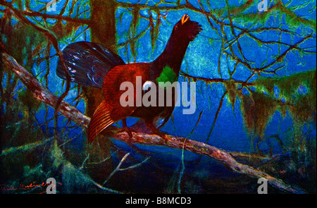 Capercaillie (Tetrao urogallus),Wood Grouse Stock Photo