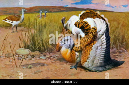 Great Bustard, Otis tarda Stock Photo