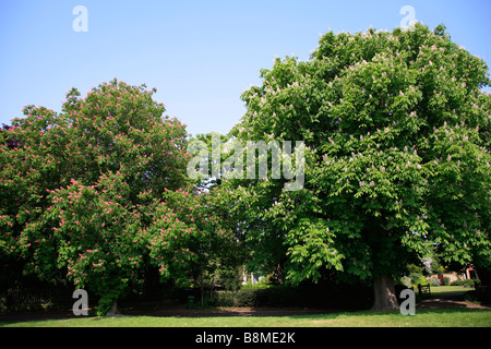 Red White Horse Chestnut Tree Blossom Spring Colours English Woodland Sherwood Forest Nottinghamshire County England Britain UK Stock Photo