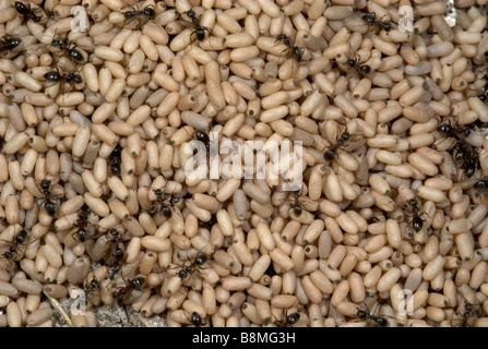 Black Garden Ants Lasius niger UK Stock Photo