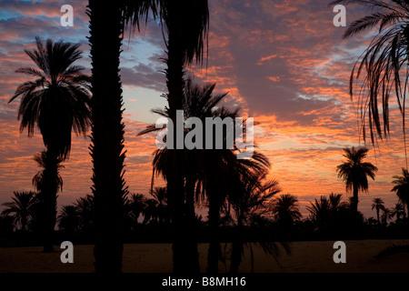Dates palm trees on Sahara desert. Silhouette view in Banganarti village near Old Dongola and Nile River in Nubia north Sudan Stock Photo