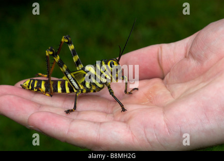 Grasshopper Tropidacris cristata Costa Rica Stock Photo