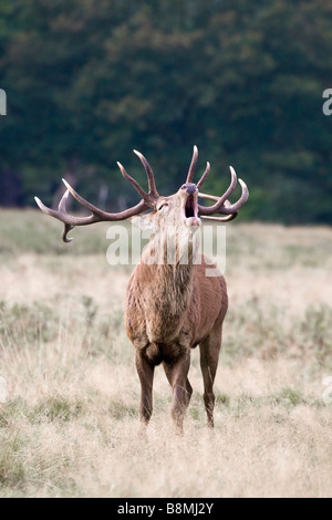 Red Deer Stag bugling during the autumn rut