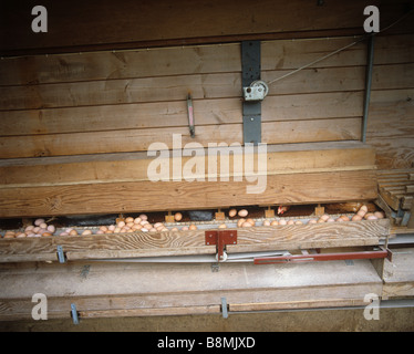 Eggs from free range chickens laid in chicken house directly on to a conveyor Stock Photo
