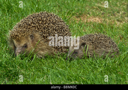 Hedgehog Erinaceus europaeus female with young UK Stock Photo