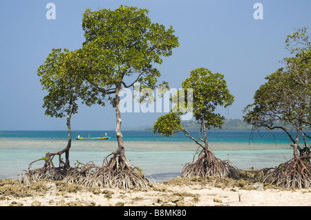 India Andaman and Nicobar Havelock island number 2 beach mangroves Stock Photo