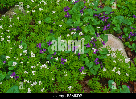 Close up of the groundcover Sweet Woodruff (Galium odoratum) a fragrant herb blooming in spring wiht sweet violets. Stock Photo