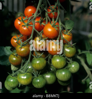Ripening truss of cherry tomatoes Gardeners Delight in a garden greenhouse Stock Photo