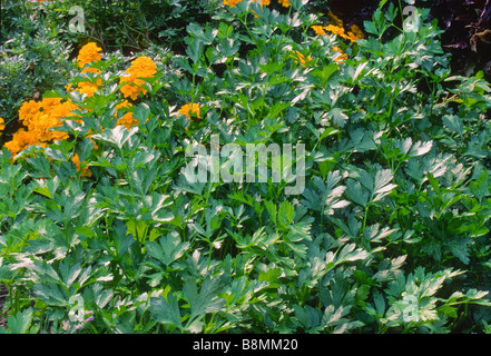 Close-up of flat-leaf parsely a culinary herb photographed in the garden. Stock Photo