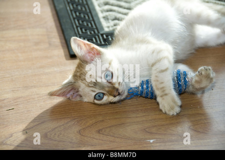 A snowy Bengal kitten playing with a toy on the floor Stock Photo
