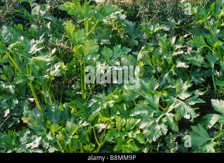 Close-up of flat-leaf parsely a culinary herb photographed in the garden. Stock Photo