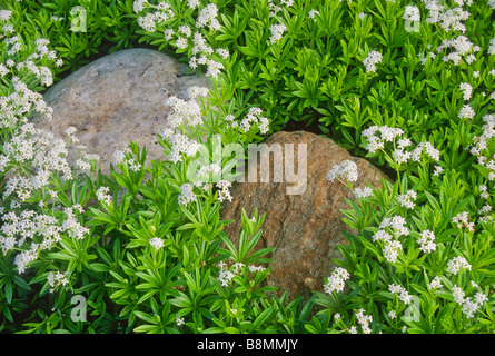 Close up of the groundcover Sweet Woodruff (Galium odoratum) a fragrant herb blooming in spring. Stock Photo