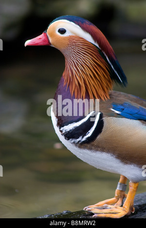 Side portrait view of Mandarin Duck next to water. Stock Photo