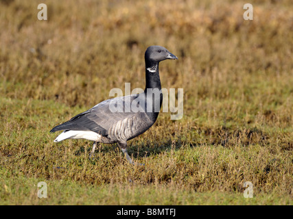 Brent Goose Branta bernicla. Feeding on the saltmarshes of Lincolnshire. Stock Photo