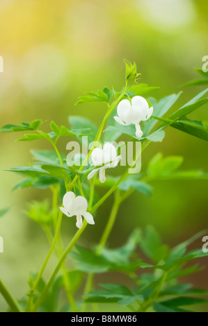 Three White Bleeding Heart Blossoms on a Growing Plant Stock Photo