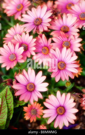 Small Orange African Daisy Flower Surrounded with Larger Pink Blooms Stock Photo