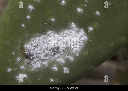 Cochineal insects ( Dactylopius coccus ), from which the natural dye ...