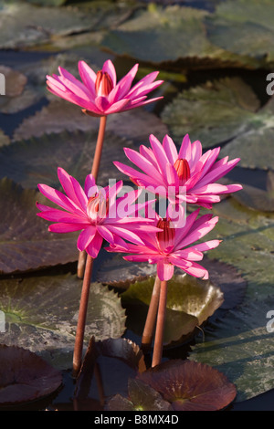 India Andaman and Nicobar Havelock island four red water lily flowers in farm pond Stock Photo