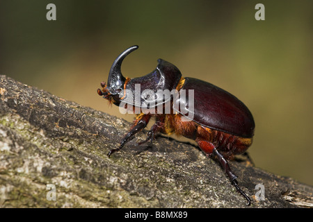 European rhinoceros beetle (Oryctes nasicornis), on a twig, France, Esterel Mountain Range Stock Photo