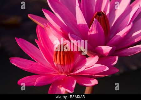 India Andaman and Nicobar Havelock island red water lily flowers in farm pond Stock Photo