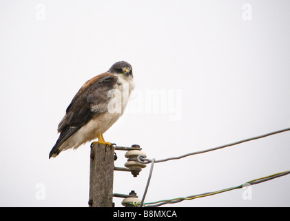 Variable Hawk perched on a pole.