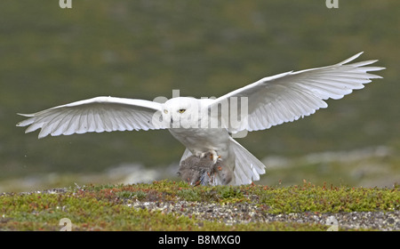 Snowy Owl (Strix scundiaca, Nyctea scundiaca, Bubo scundiacus), with prey, Norway, Varanger Peninsula Stock Photo