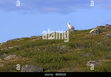 Snowy Owl (Strix scundiaca, Nyctea scundiaca, Bubo scundiacus), in tundra, Finland, Lapland Stock Photo