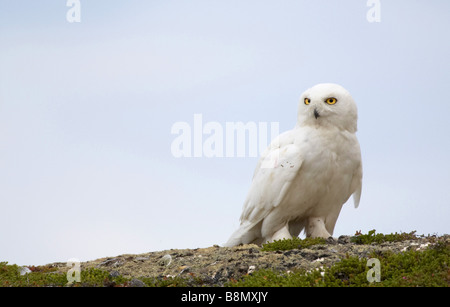 Snowy Owl (Strix scundiaca, Nyctea scundiaca, Bubo scundiacus), single individual, Finland Stock Photo