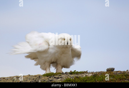 Snowy Owl (Strix scundiaca, Nyctea scundiaca, Bubo scundiacus), single individual, Finland Stock Photo