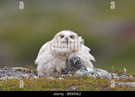 Snowy Owl (Strix scundiaca, Nyctea scundiaca, Bubo scundiacus), with chick, Finland, Lapland Stock Photo