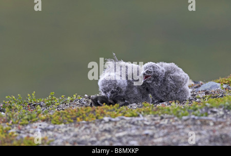 Snowy Owl (Strix scundiaca, Nyctea scundiaca, Bubo scundiacus), two fledglings, Finland, Lapland Stock Photo