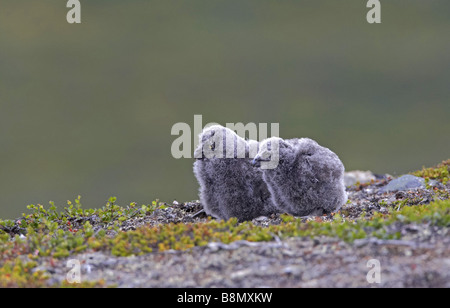 Snowy Owl (Strix scundiaca, Nyctea scundiaca, Bubo scundiacus), two fledglings, Finland, Lapland Stock Photo