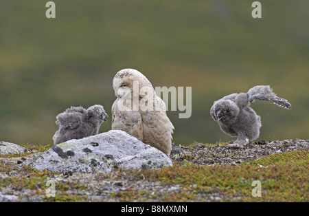 Snowy Owl (Strix scundiaca, Nyctea scundiaca, Bubo scundiacus), female with fledglings, Finland, Lapland Stock Photo