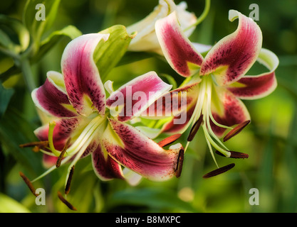 Black Beauty Lily Flower Duo Stock Photo