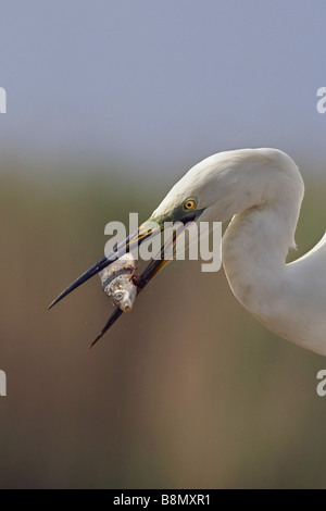 great egret, Great White Egret (Egretta alba, Casmerodius albus, Ardea alba), feeds on prey, Hungary Stock Photo