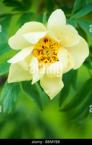 Yellow Tree Peony Bloom Surronded with Green Leaves, Spring Blossom Stock Photo