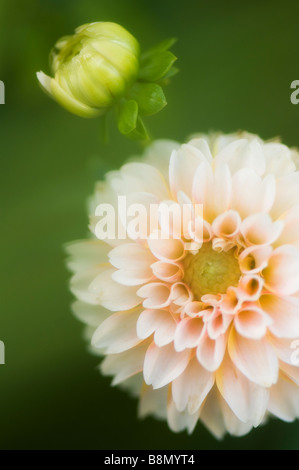 Light Cream Colored Dahlia Flower Fully Open and a Bud