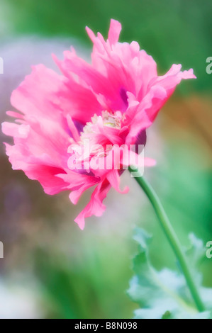 Pink Peony Poppy Flower, Soft Green Blue Background Stock Photo - Alamy