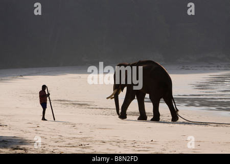 India Andaman and Nicobar Havelock island Radha Nagar male elephant and mahout Stock Photo