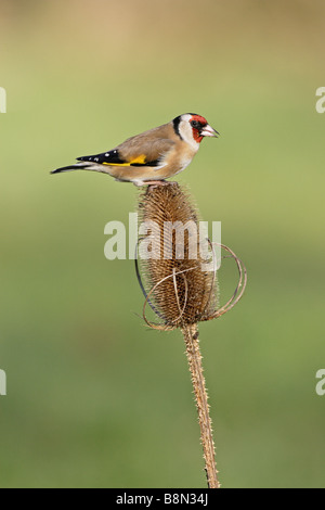 Eurpoean Goldfinch on Teasel Stock Photo