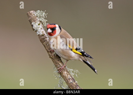 Goldfinch on lichen covered branch Stock Photo