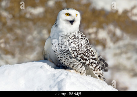 Great Snowy Owl Nyctea scandiacus North America, by Skip Moody/Dembinsky Photo Assoc