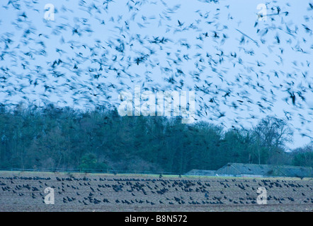 Rooks Corvus frugilegus at pre roost gathering Buckenham Norfolk Stock Photo