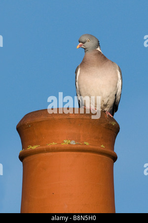 Wood Pigeon Columba palumbus on chimney pot in town Holt Norfolk UK Stock Photo
