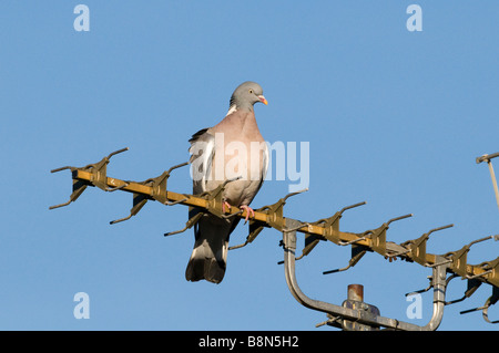 Wood Pigeon Columba palumbus on TV aerial in town Holt Norfolk UK Stock Photo
