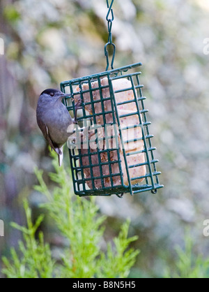 Blackcap Sylvia atricapilla on fat feeder in garden Stock Photo