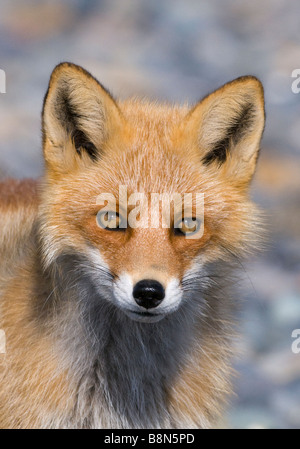 Red Fox Vulpes vulpes Hokkaido Japan Stock Photo