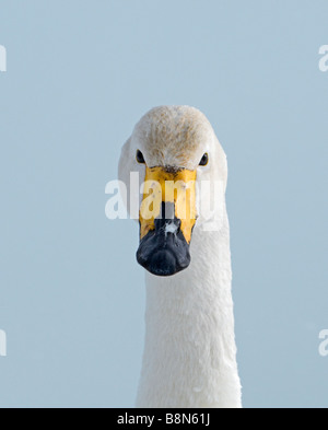 Whooper Swan Cygnus cygnus Hokkaido Japan Stock Photo