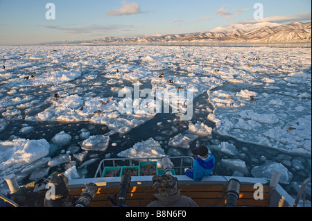 Photographers and eagles Steller s and Sea Eagles in pack ice in Nemuro Channel off Rausu Hokkaido Japan February Stock Photo