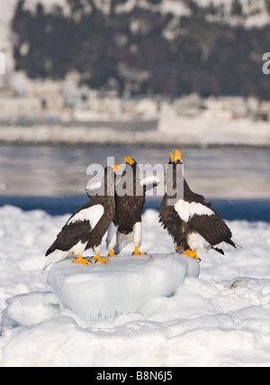 Steller's Eagles Haliaeetus pelagicus on sea ice in Nemuro Channel Hokkaido Japan winter Stock Photo